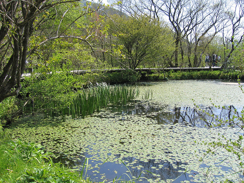 Bontanical gardens of wetlands at Hakone